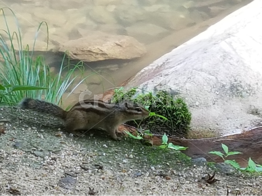 다람쥐,산,귀여운,동물,자연,동물,animal,포유류,mammal