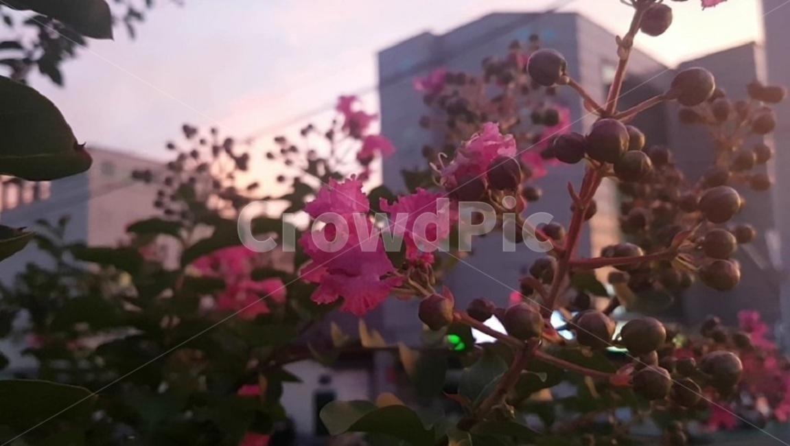 꽃,노을,분홍하늘,하늘,분홍색,감성사진,식물,자연,plants,nature,꽃,flower