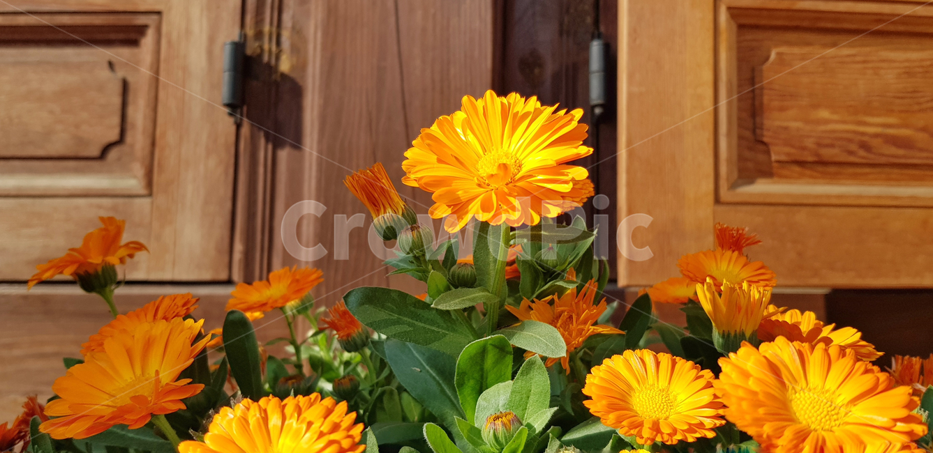 국화,주황,노을,고즈넉,식물,꽃,자연,한옥,식물,자연,plants,nature,꽃,flower