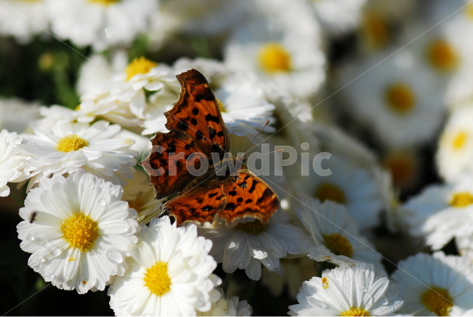 가을,국화,꽃,나비,flower,식물,자연,plants,nature,꽃,flower,동물,animal,곤충,벌레,insect,bug
