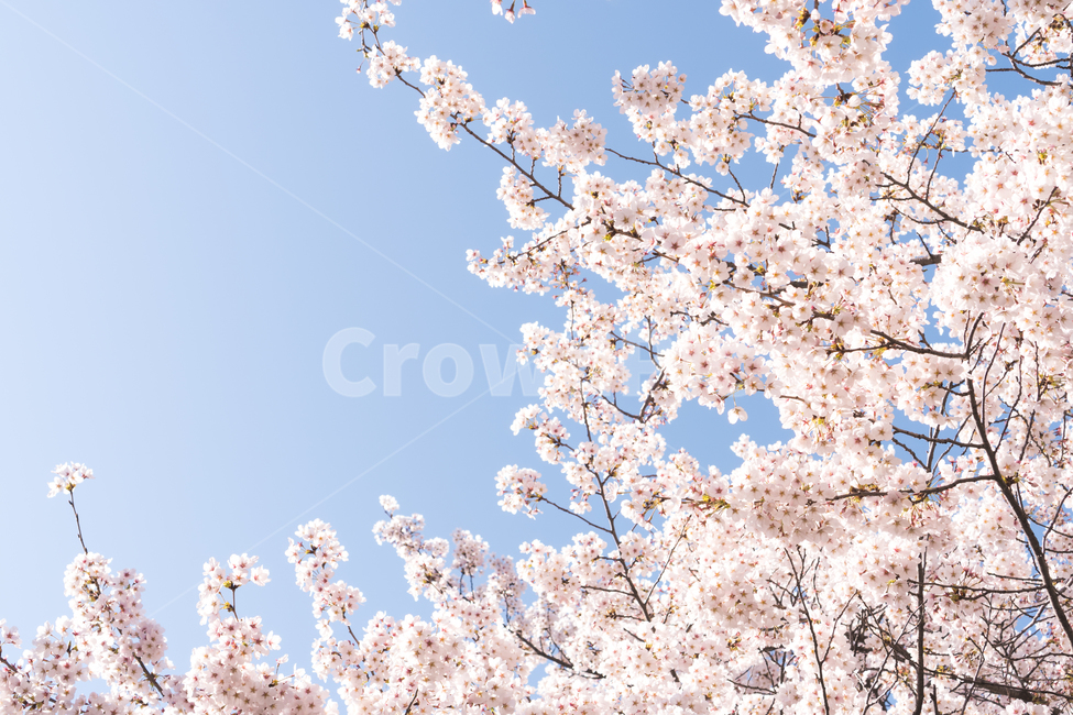 cherryblossom,봄,벚꽃,봄나들이,산책,힐링,파란하늘,파랑하늘,나무,blossom,flower,꽃,식물,plant,맑은하늘