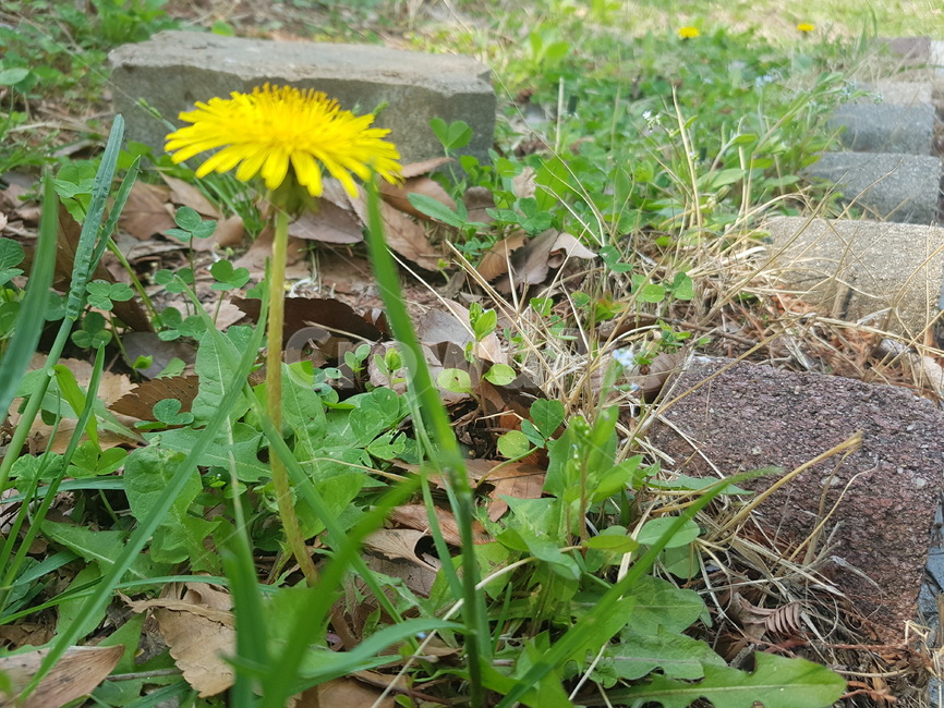 민들레,자연,꽃,노란색,초록색