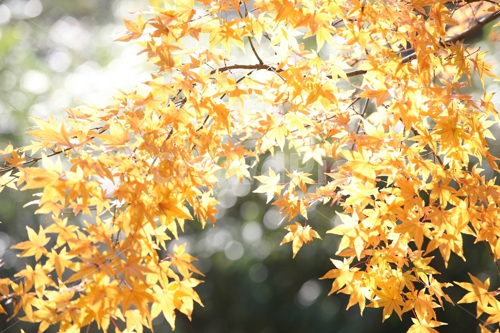 단풍,가을,낙엽,빛,반짝임,fall,autumn,사계절,쓸쓸함,외로움,캐나다,추억,산행,내장산,산,landscape,가을,계절,fall,autumn,season,나무,trees,wood