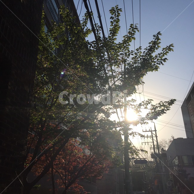 아침,태양,나무,하늘,도시,풍경,맑은날,자연,풍경,nature,landscape,light,빛,flare,플레어,sunlight,햇빛