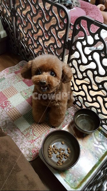 강아지,dog,puppy,개,푸들