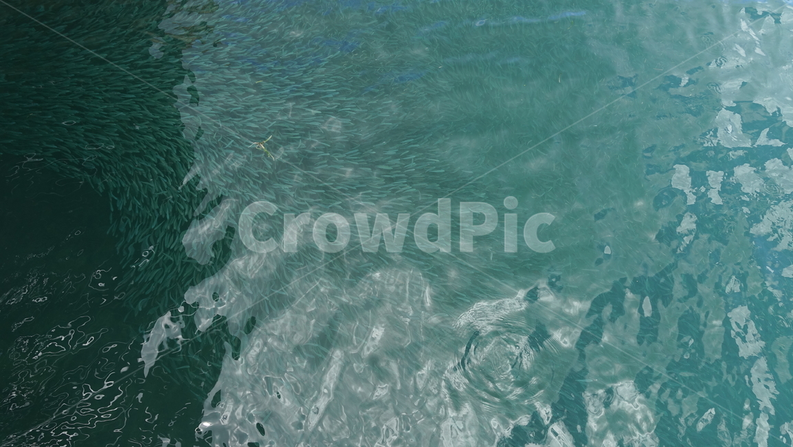자연,nature,sea,ocean,water,blue,바다,파랑,휴양지,여름,summer,물고기,flock,fish,물고기떼,낚시