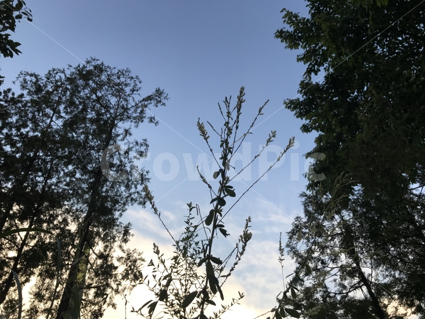 자연풍경,꽃,하늘,풍경,자연,자연,풍경,nature,landscape,tree,나무,plant,식물,fir,전나무