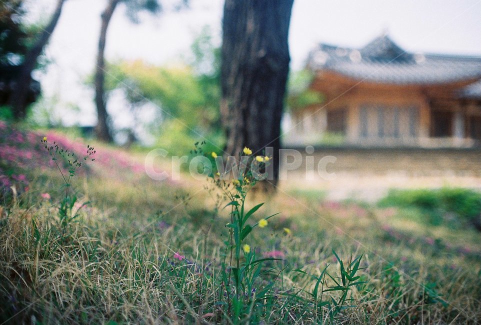 식물,꽃,야생화,들풀,나무,자연,nature,flower,tree,green,필름,filmphoto,감성,분위기,beauty,식물,자연,plants,nature,꽃,flower