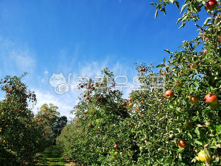 blue sky,appletree,fruit,apple orchard,apple farm,bluesky,white cloud,red apple,food,apple,orchard,plant,apple tree