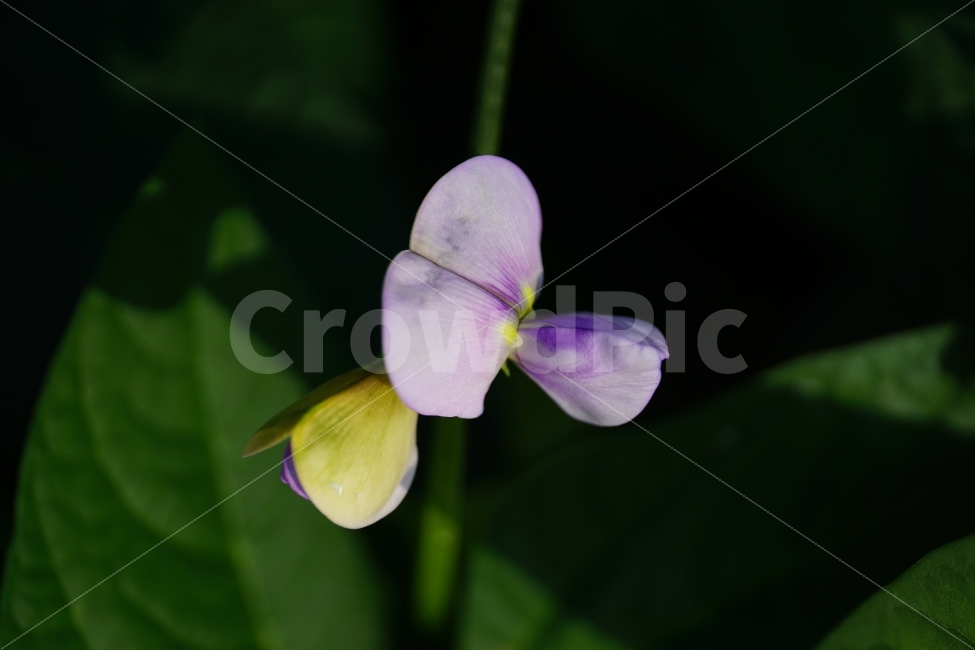 동부콩,완두콩,콩,식물,자연,이파리,여름,식재료,요리재료,식자재,nature,summer,green,녹색,줄기,접사,콩꽃,꽃사진,플라워,flower,농작물,농산물,농촌,시골,재배,수확,농업,country,macro,신비,감성,감성사진,힐링,힐링사진,콩밭,스냅,스냅사진,스넵,스넵사진,snap,bean,soya,pea,색깔,칼라,color,고운,곱다,한국의자연,한국자연,한국풍경,식물,자연,plants,nature,꽃,flower