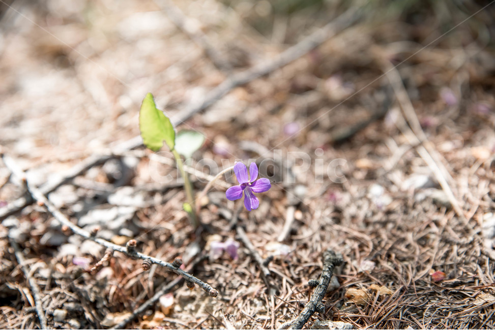 야생화,봄꽃,flower,봄,꽃,풍경,자연,봄,계절,spring,season,식물,자연,plants,nature,꽃,flower,ground,바닥,plant,geranium,제라늄,blossom