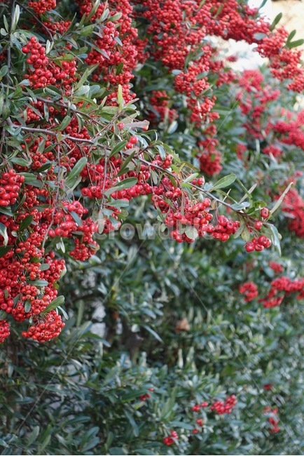 plant,식물,담벼락,담,열매,빨간색,트리,tree,wall,nature,natural,자연,마당,앞마당,과일,열매,fruit