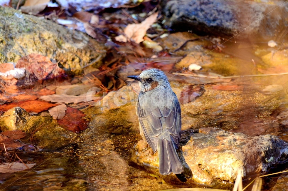 jay,어치,동물,bird,새,직박구리,자연,숲,숲속,시냇물,졸졸졸,낙엽,자연광,빛,사광,시선,앉다,휴식,쉼,왼쪽,돌,젖은,동물,animal,조류,새,birds