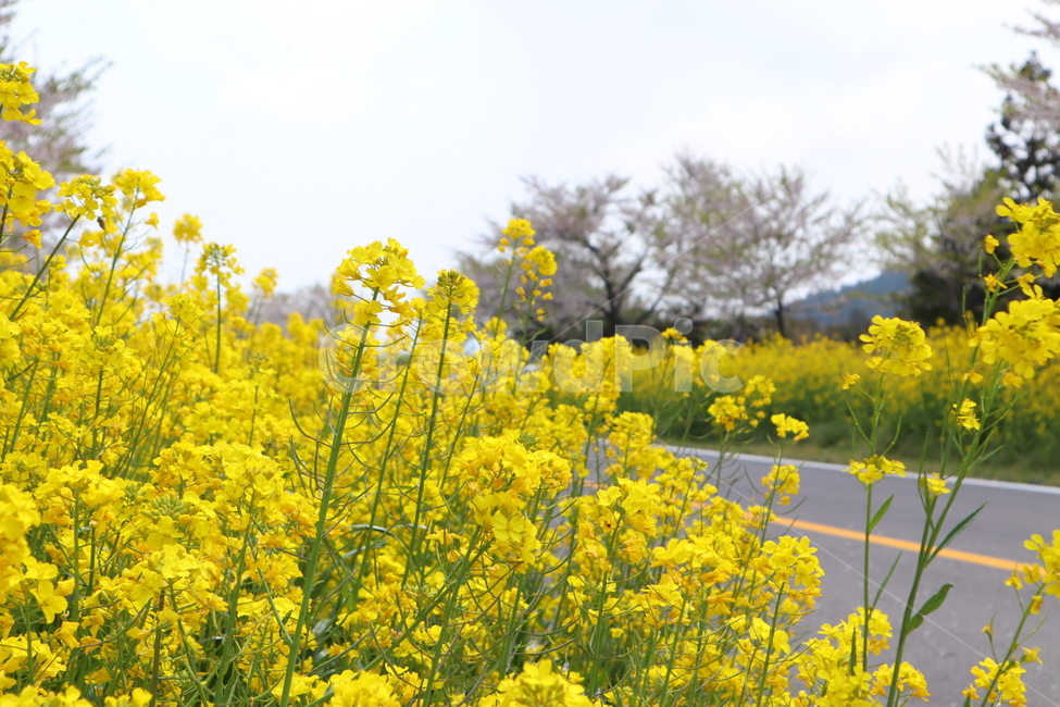 유채꽃,제주유채꽃,봄꽃,flower,yellow,벚꽃유채꽃,유채꽃벚꽃,rapeflower,rapeblossom,rapeblossoms,koreanflower,yellowflower,노란꽃,봄,계절,spring,season,field,들,outdoors,옥외,grassland,목초지