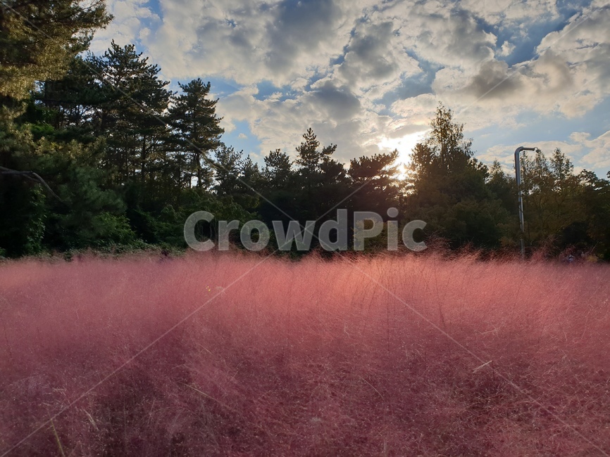 sky,pink,forest,Ulsan Grand Park,tree,Ulsan,ulsan,cloud,Pink muhly,sunset,prak