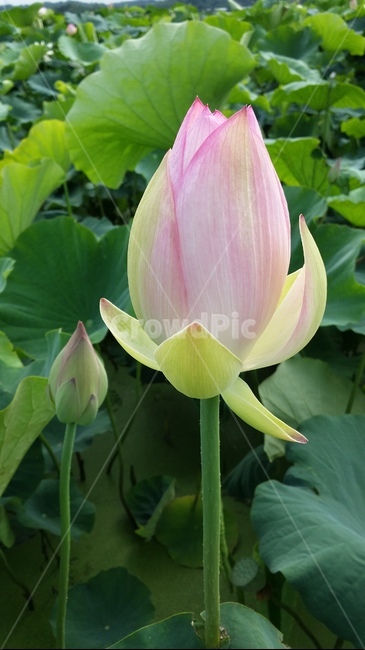 꽃,연꽃,관곡지,불교,여름,식물,자연,plants,nature,꽃,flower