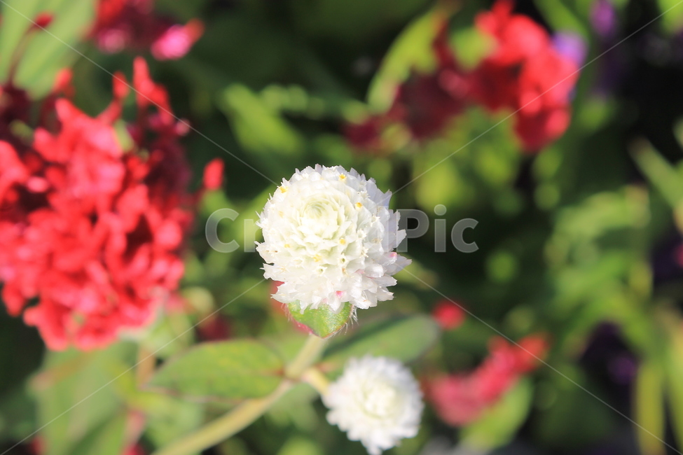 식물,야생화,가을,plant,wildflower,flower,autumn,fall,꽃