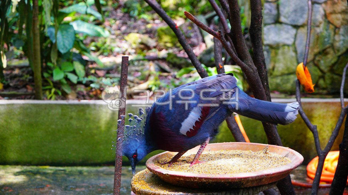 서부왕관비둘기,왕관비둘기,남색비둘기,파란비둘기,westerncrownedpigeon,crownedpigeon,pigeon,bluepigeon,비둘기