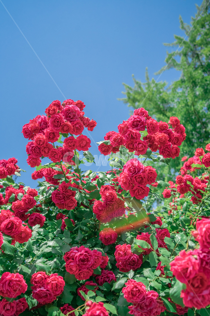 장미,하늘,분홍색,꽃잎,rose,싱그러운,식물,자연,plants,nature,꽃,flower