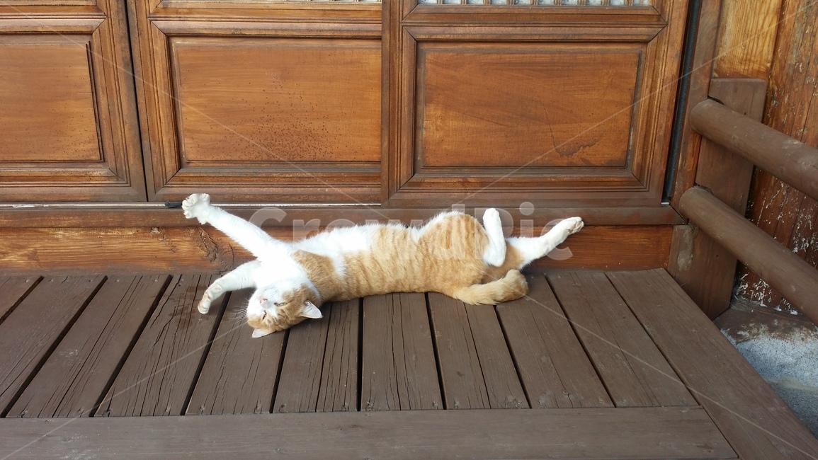 고양이,마루,한옥마루,삼색고양이,길고양이,기지개,동물