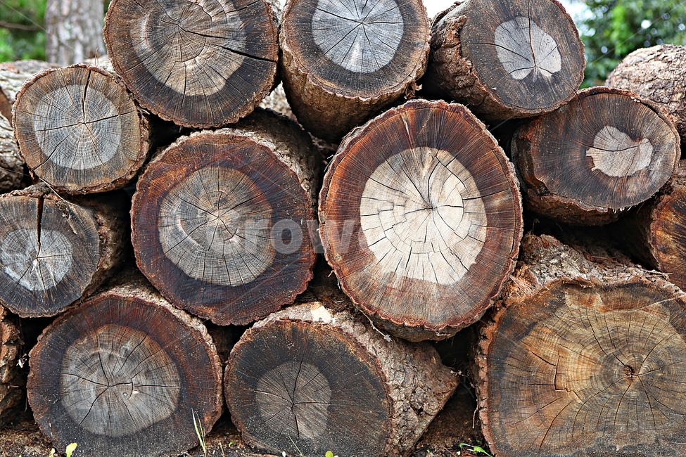 장작,통나무,나무,참나무,나이테,므늬,모양,나무,trees,wood