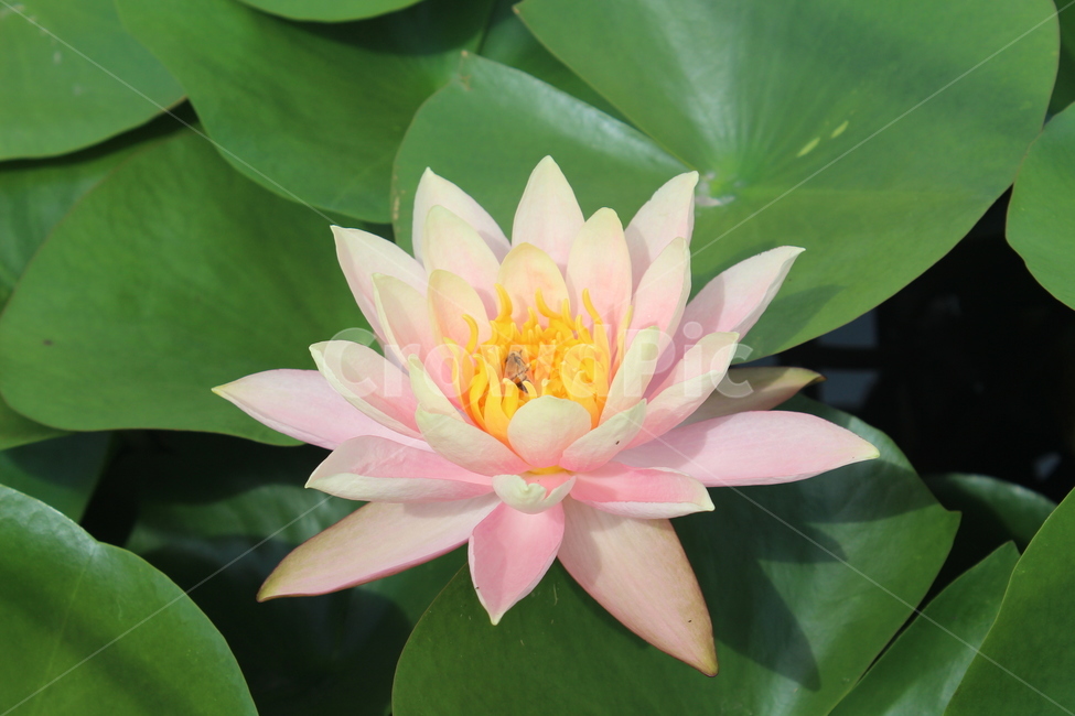 plant,식물,lily,blossom,꽃,수련,flower,식물,자연,plants,nature,꽃,flower