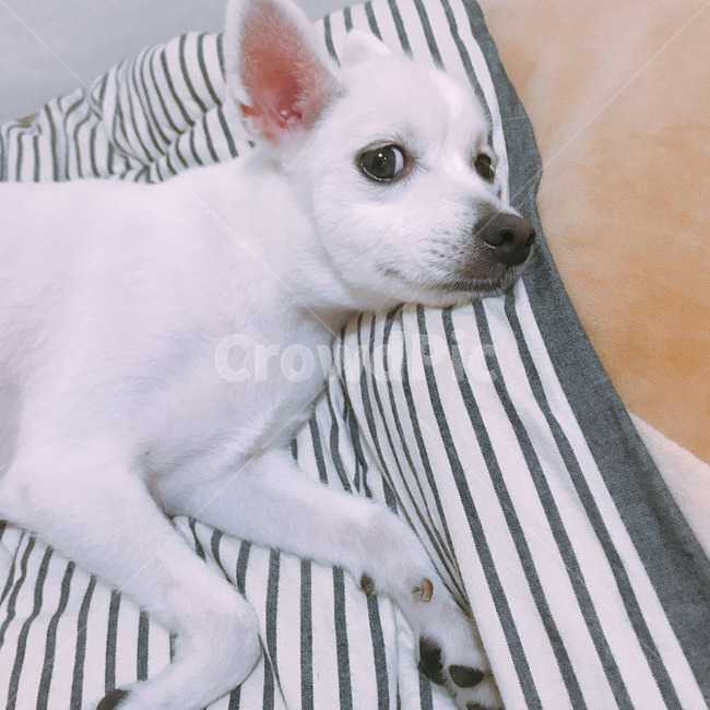 애견,반려견,애완견,강아지,스피츠,spitz,동물,개,dog,포유류,가족,패밀리,family