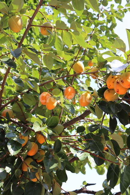 감나무,가을,감,나무,수확,시골,식물,자연,plants,nature,과일,열매,fruit
