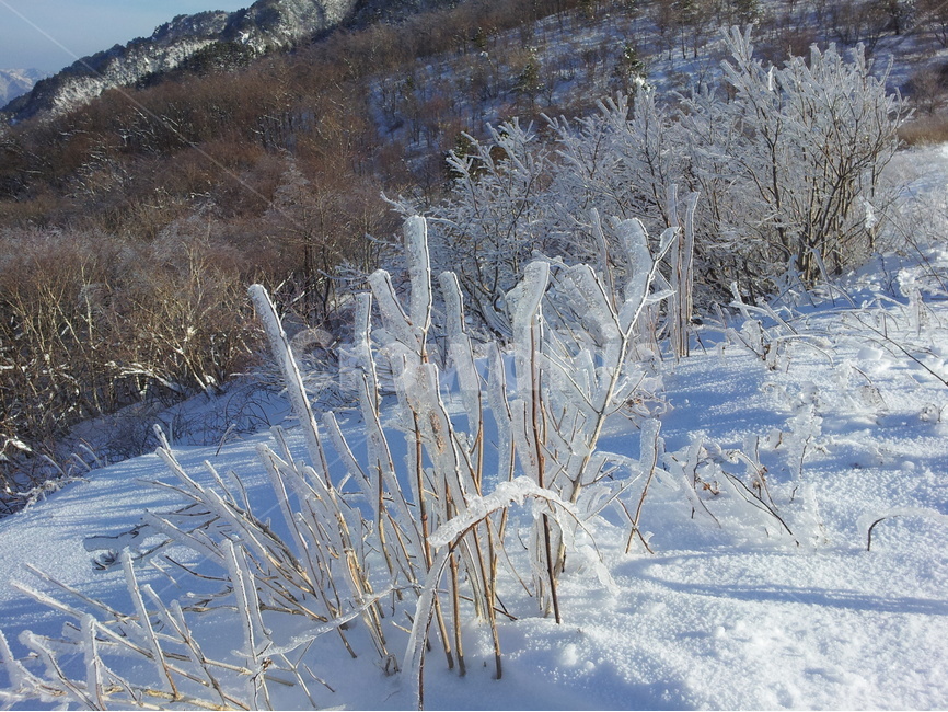 오대산,설경,상고대,겨울,눈,국립공원,겨울,계절,winter,season,식물,자연,plants,nature