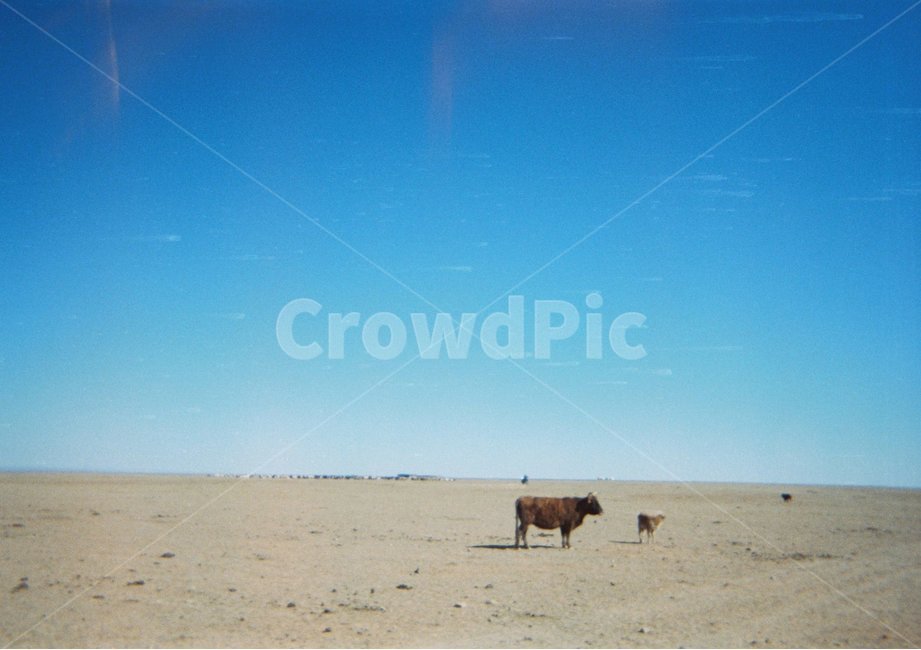 필름카메라,광활한,소,빈티지,하늘,자연,animal,nature,동물,animal,포유류,mammal