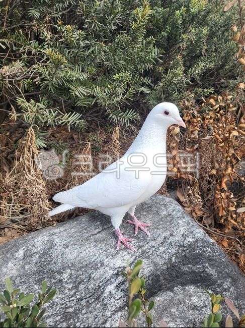 비둘기,동물,새,pigeon,bird,흰비둘기