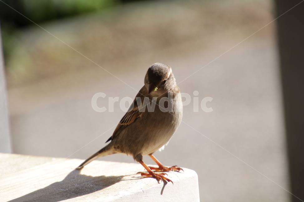 조류,새,참새,작은새,기털,동물,animal,조류,새,birds