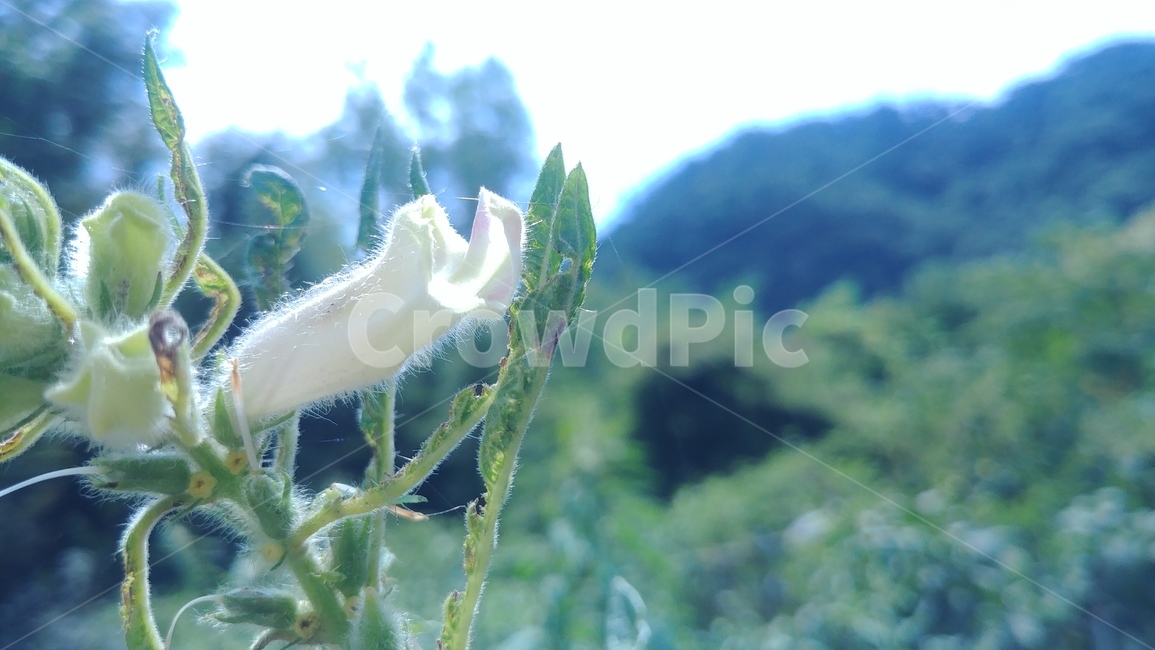 plant,flower,식물,꽃,풍경,산