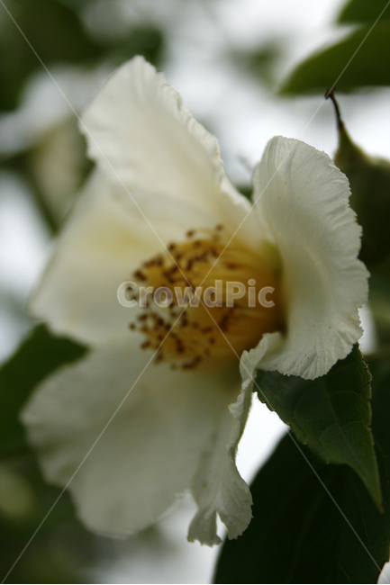 노각나무,차나무,식물,flower,plants,nature,꽃봉오리,꽃,식물,자연,plants,nature,꽃,flower