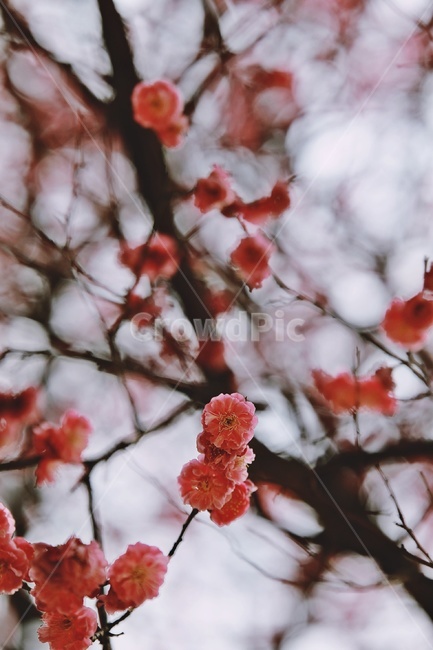 홍매화,매화,꽃,apricotflower,pinkflower,봄,계절,spring,season,식물,자연,plants,nature,꽃,flower,plant