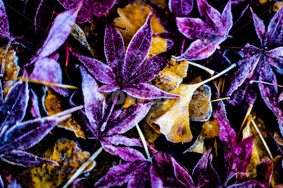 가을,낙엽,단풍,이슬,성에,가을,계절,fall,autumn,season,겨울,winter,leaf,잎,plant,식물
