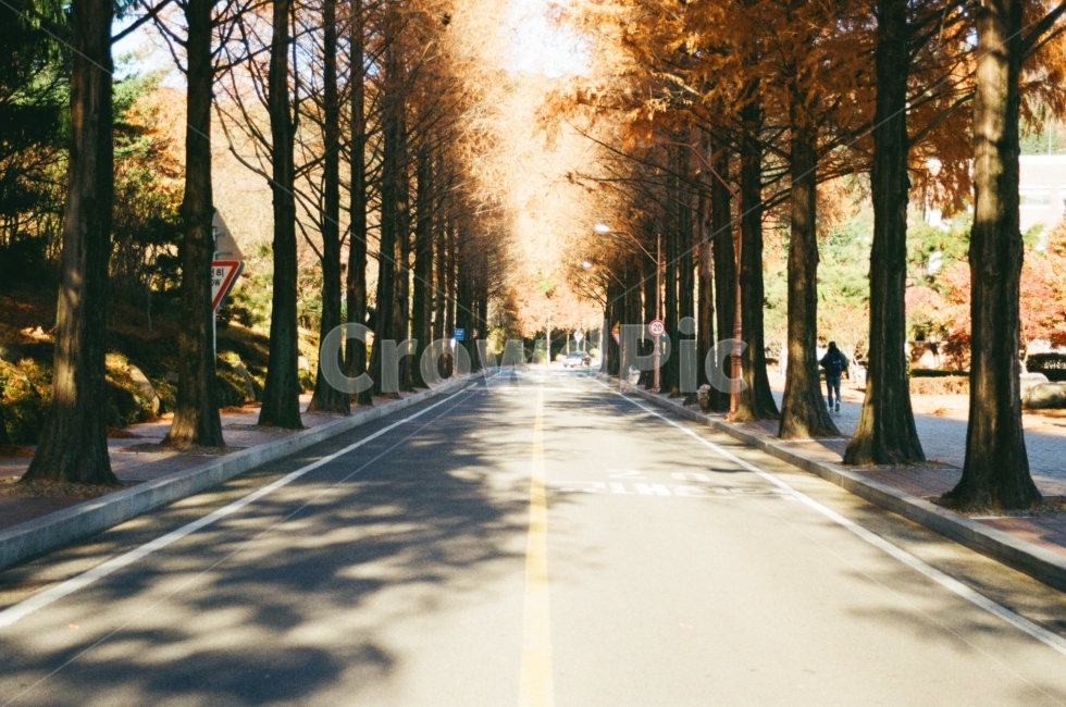 풍경,landscape,가을사진,메타세쿼이아,나무,tree,길거리,거리,street,자연사진,nature,자연경관,빛,light,계절,가을,season,가을,계절,fall,autumn,season,자연,풍경,nature,landscape,한국자연풍경,한국자연경관,korea nature landscape,감성,sensible,feeling,road,도로,person,사람,human,인간,asphalt,아스팔트,freeway,고속 도로,highway,고속도로