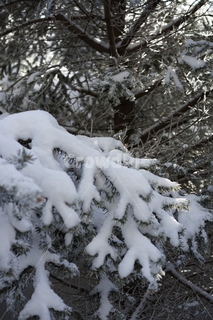눈,눈꽃,상고대,snow,겨울,자연,풍경,겨울,계절,winter,season,식물,자연,plants,nature
