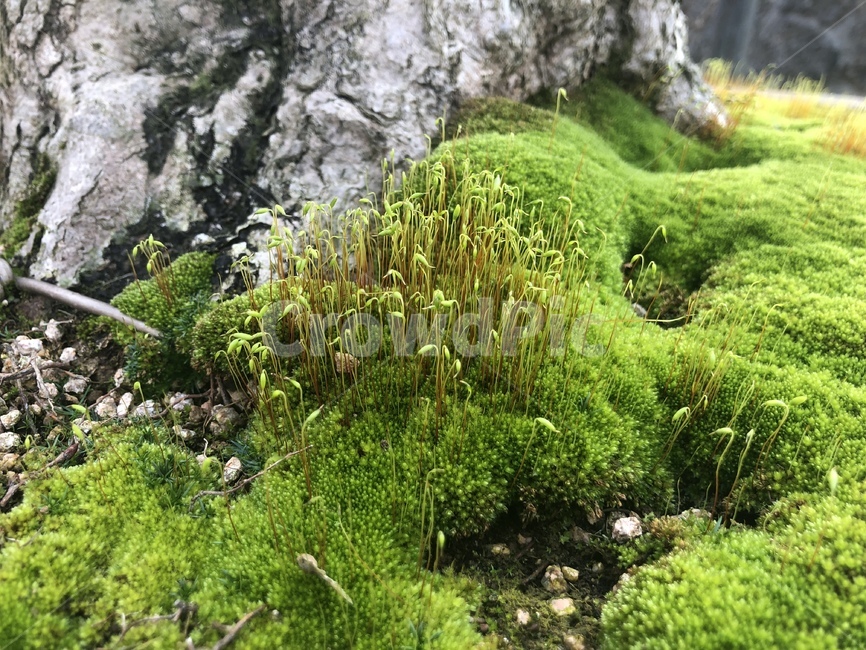 생명력,활기,새싹,풀,잡초,식물,자연,plants,nature