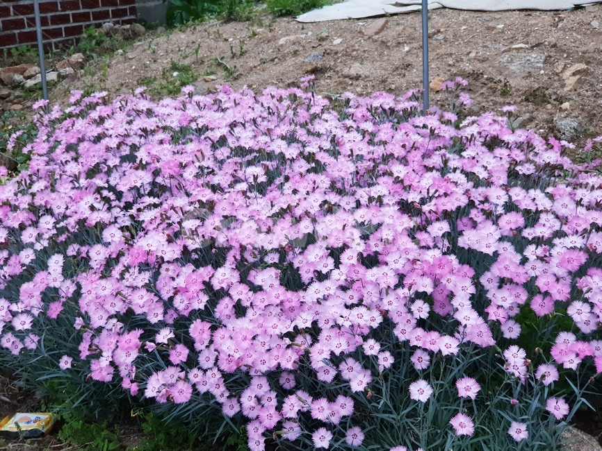 들꽃,꽃,분홍색,식물,flower,제라늄,blossom,식물,자연,plants,nature,꽃,flower