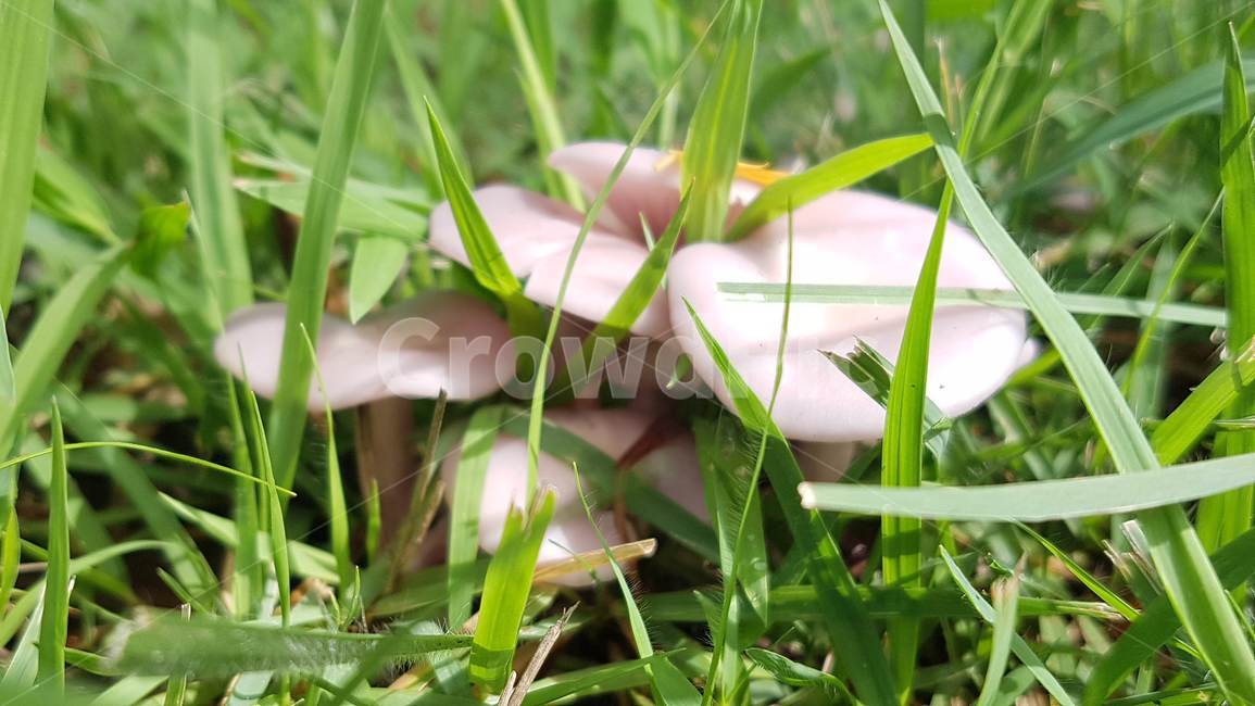 plant,식물,정원,버섯,풀,버섯,mushroom