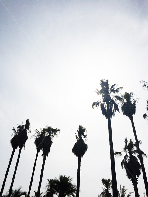 palmtree,식물,arecaceae,야자수,tree,식물,자연,plants,nature,나무,trees,wood