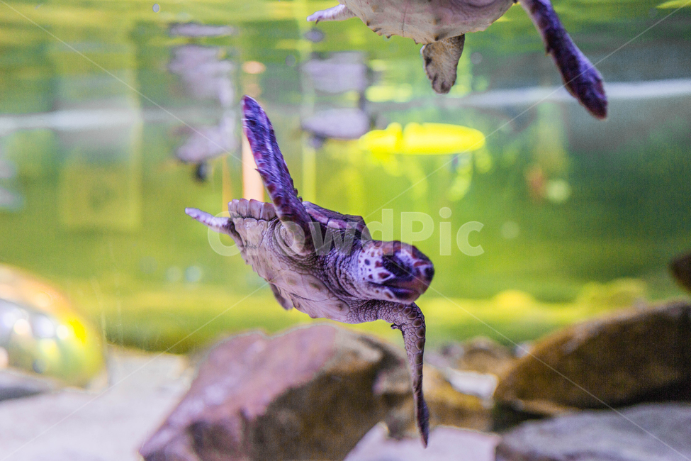 거북이,수영,수족관,헤엄,바다속,동물,animal,파충류,양서류,reptile,amphibian
