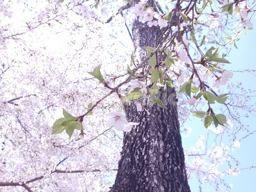 벚꽃,꽃,봄,분홍색,연분홍,식물,만개,풀잎,spring,flower,cherryblossoms,나무