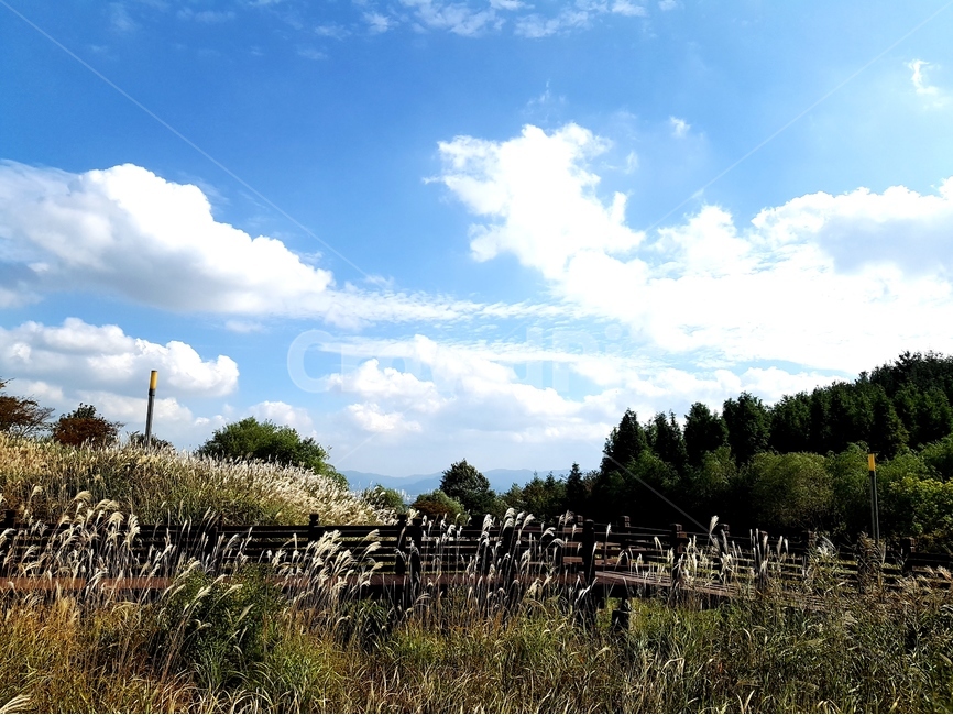 영인산,억새,하늘,가을,풍경,해,뭉게구름,가을,계절,fall,autumn,season,자연,풍경,nature,landscape,한국자연풍경,한국자연경관,korea nature landscape,weather,날씨,outdoors,옥외