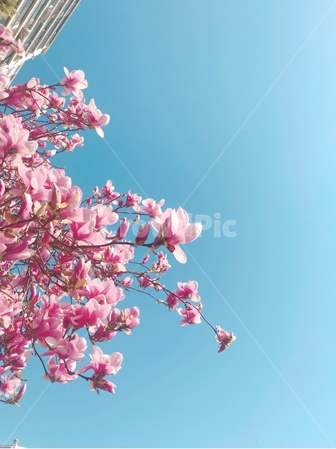 목련,자목련,꽃,봄꼿,봄,파란하늘,하늘,예쁜꽃,분홍꽃,flower,봄,계절,spring,season,식물,자연,plants,nature,꽃,flower,plant,blossom,cherry blossom,벚꽃
