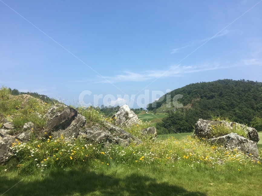 들,자연,돌,꽃,목초지,grassland,노란꽃