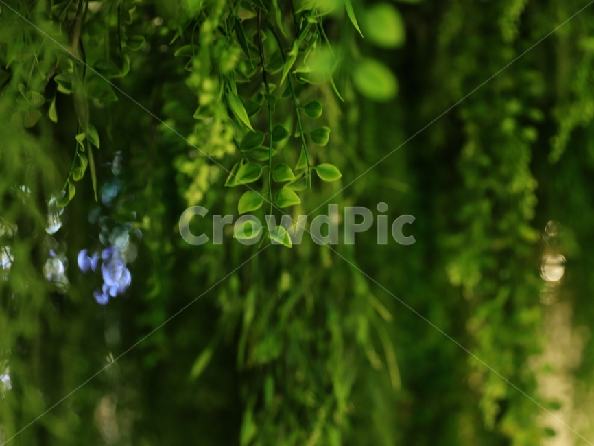 잎,나뭇잎,나무,초록색,꽃잎,줄기,식물,식물,자연,plants,nature