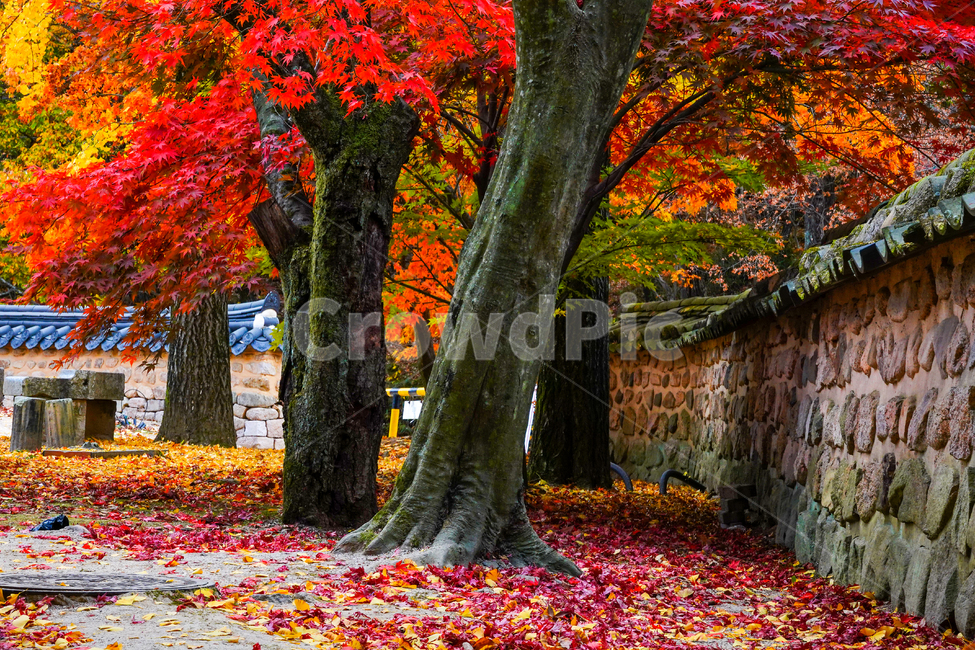 가을,단풍,나무,속리산,법주사,가을,계절,fall,autumn,season