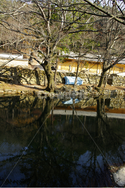 연못,겨울,나무,식물,plant,겨울,계절,winter,season,자연,풍경,nature,landscape